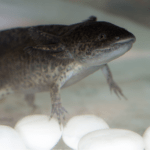 Ajolote melanoide negro descansando en el fondo del acuario.