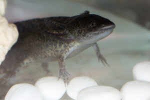 Ajolote melanoide negro descansando en el fondo del acuario.