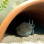 Ajolote en fase salvaje gris oscuro oculto en una cueva de acuario.