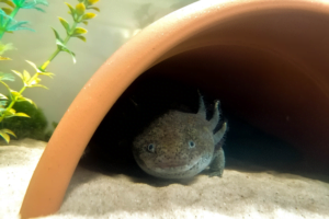 Ajolote en fase salvaje gris oscuro oculto en una cueva de acuario.