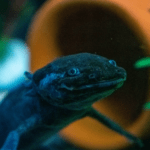 Ajolote melanoide nadando en un acuario con iluminación verde.