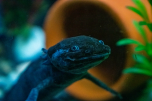 Ajolote melanoide nadando en un acuario con iluminación verde.