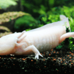 Ajolote leucístico blanco nadando sobre un lecho de piedras naturales en el acuario.