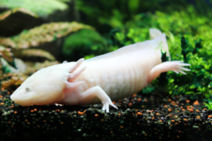 Ajolote leucístico blanco nadando sobre un lecho de piedras naturales en el acuario.