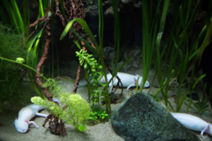 Ajolote en fase salvaje descansando entre plantas acuáticas en su acuario.