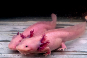 Ajolote leucístico rosado nadando hacia la cámara, mostrando sus branquias rosas.