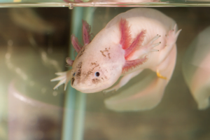 Ajolote leucístico rosado nadando cerca de la superficie del acuario.