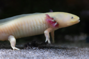 Ajolote leucístico nadando en el acuario, mostrando su cuerpo alargado y branquias rosas.