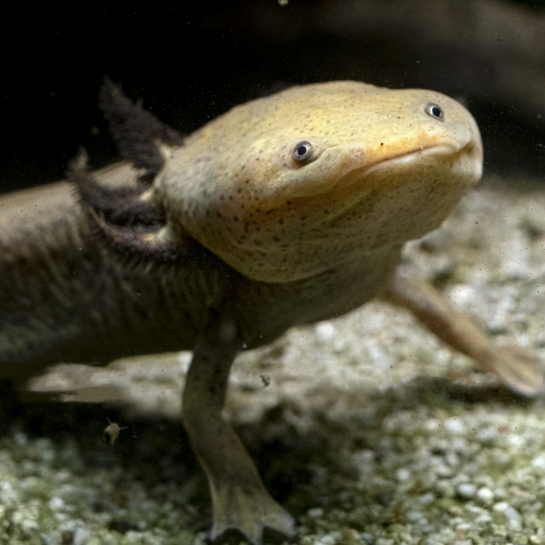 Ajolote joven en acuarium, mostrando su característica sonrisa