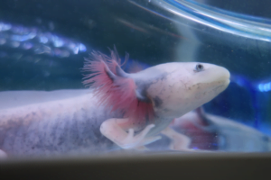 Ajolote leucístico visto de lado en el acuario, con branquias rosas y cuerpo blanco.