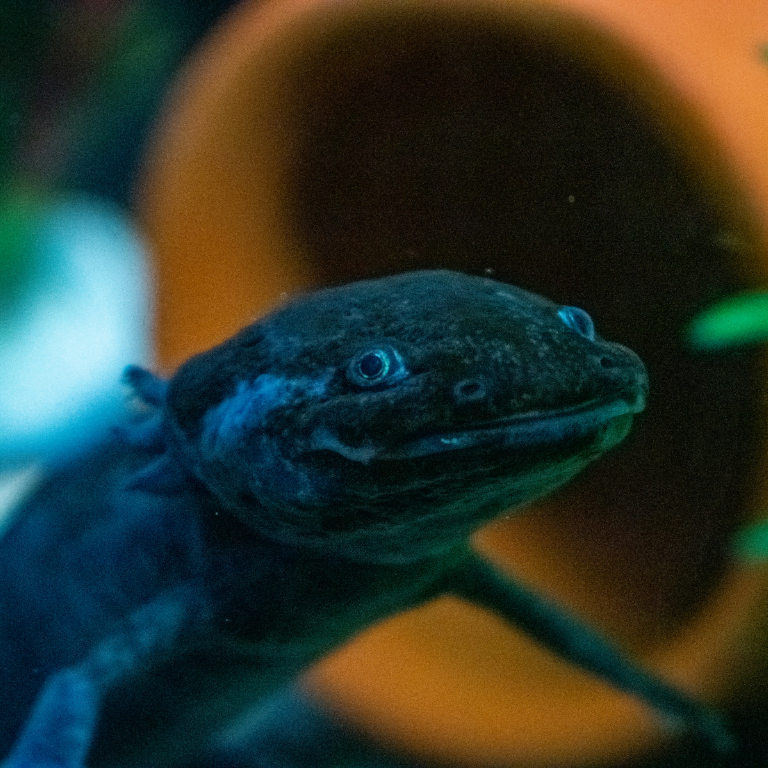 Ajolote negro observando desde el fondo del acuario