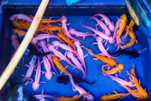 Grupo de ajolotes juveniles de colores variados en un tanque de exhibición.