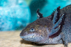 Ajolote melanoide gris oscuro descansando en el fondo del acuario.